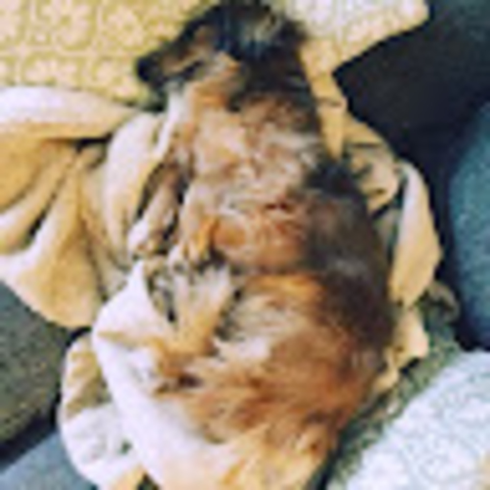Meet your Posher, Abby